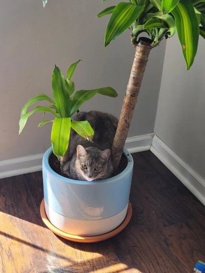 catasters: