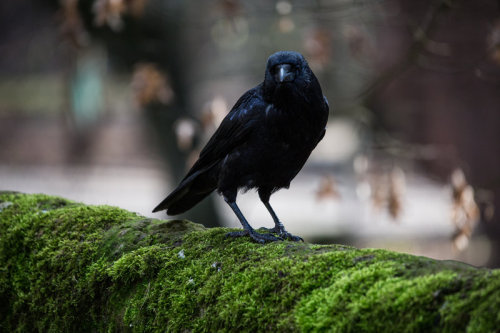 iheartcrows: Raven II by tfpphotocom