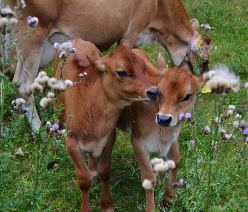 jazzprasad: Cows!