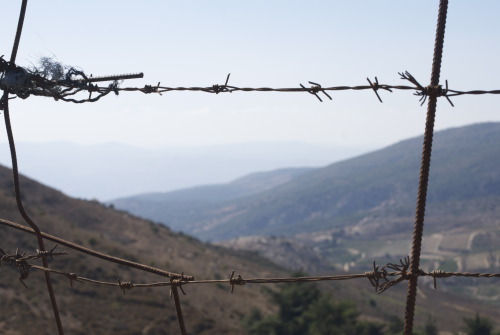 Seen in the Golan Heights, near Majdal Shams.  Photo by Jesse Rebekah