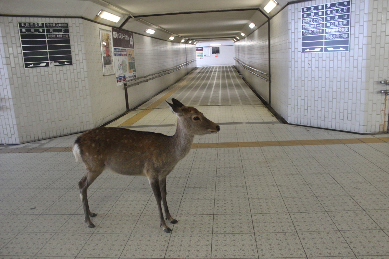  encounter with a lost deer in an underground passageway , Nara - Japan. by firreflly