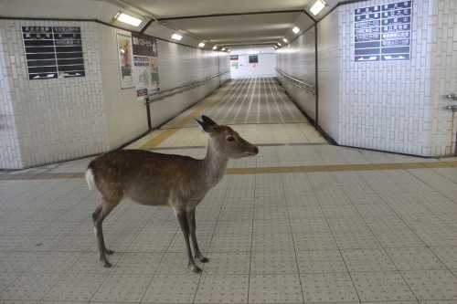  encounter with a lost deer in an underground passageway , Nara - Japan. by firreflly 