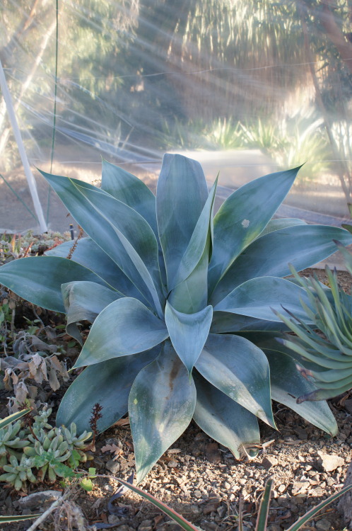 flora-file: flora-file: Agaves at the Bancroft Garden (by flora-file) Agaves are a hardy n