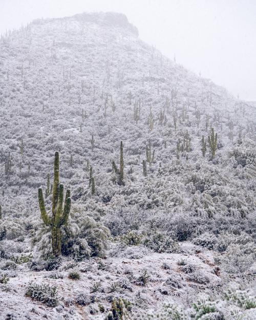 amazinglybeautifulphotography: A rare desert snow dusting. Four peaks, Arizona [2048x2560][OC] - Aut