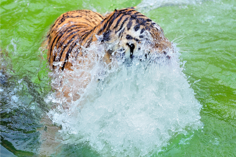 tulipnight:  Summer time by  Ryu Jong soung 