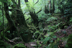 nastyaraj:  Yakushima forest (by Bertrand Secret) 