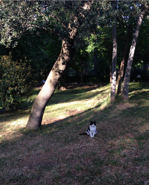 El Retiro park. Madrid Abril 2014.Stray cats series.Parque de El Retiro. Madrid April 2014.Serie gat