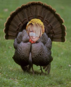 miki-tan:  Because Thanksgiving is tomorrow.    i don&rsquo;t want to eat him. &gt;/////&lt;