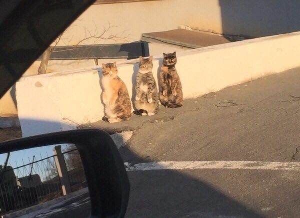 babyanimalgifs:their girl group choreography is amazing how do i hire them