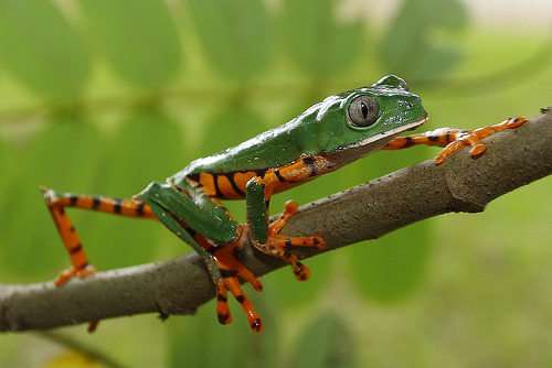 animaltoday:  Tree Frog -  Since there are so many vaerious types of species within this category, I will just show a few favorite of mine.  1. Amazon Milk Frog- Larger and slower moving than its cousins.  It is very loud and secretes white poison