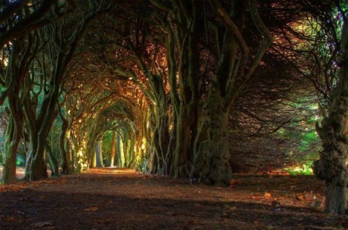 odditiesoflife:  Breathtaking Photos of Enchanted Landscapes Dead Horse Mill, Crystal, Colorado, United States (source)   Mont Saint, Michel, France (source) Fairytale Tree Tunnel, Ireland (source) Lake Brienz, Switzerland (source) Grand Canyon Skywalk,