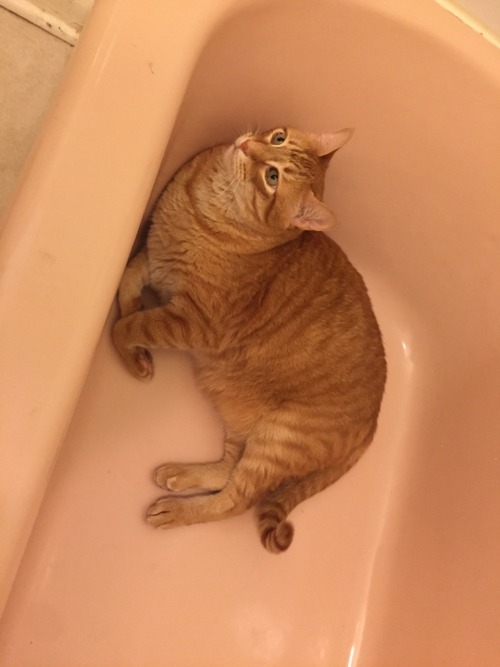 pelvicthruster: Look at my beautiful boy lounging in our pink tub