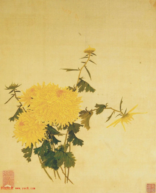 chinese artist 王延格wang yange《菊谱》