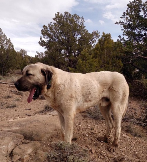 livestockguardiangod: Kangal, source