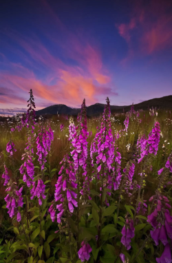 landscape-lunacy: Ketchikan, Alaska - by Carlos Rojas