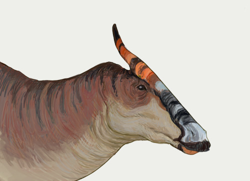 silicon65:Hadrosaurids + minerals Lambeosaurus - Magnapaulia - Saurolophus - Tlatolophus