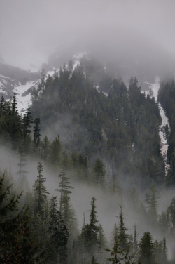 Frigxd:  Kvamua Forest | By Tim Ennis “Great Bear Rainforest, 2008” 