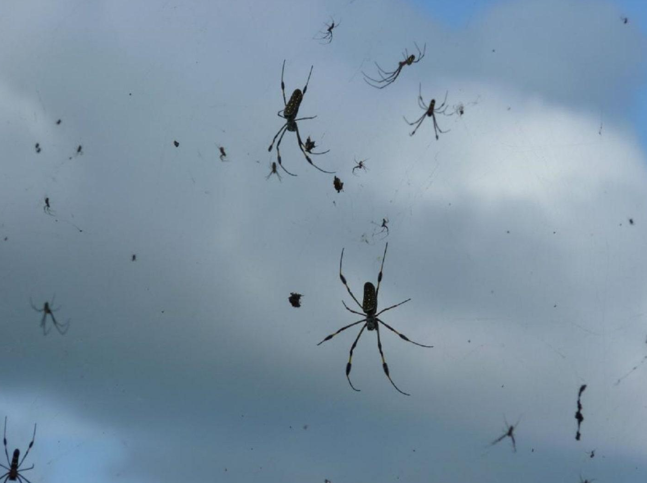 Spiders Are Found In 100% Of Homes & Could Eat Us All - Riot Fest