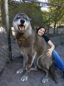 i-amworthy:  fangirl-moment-x: sixpenceee:    “Im the girl from the ‘giant’ wolf post. Here’s another one of our rescues, Yuki.“  Source   Beautiful. Perfect.     @red-faced-wolf 