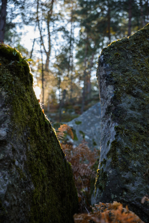 Forêt de Fontainebleau, secteur Franchard