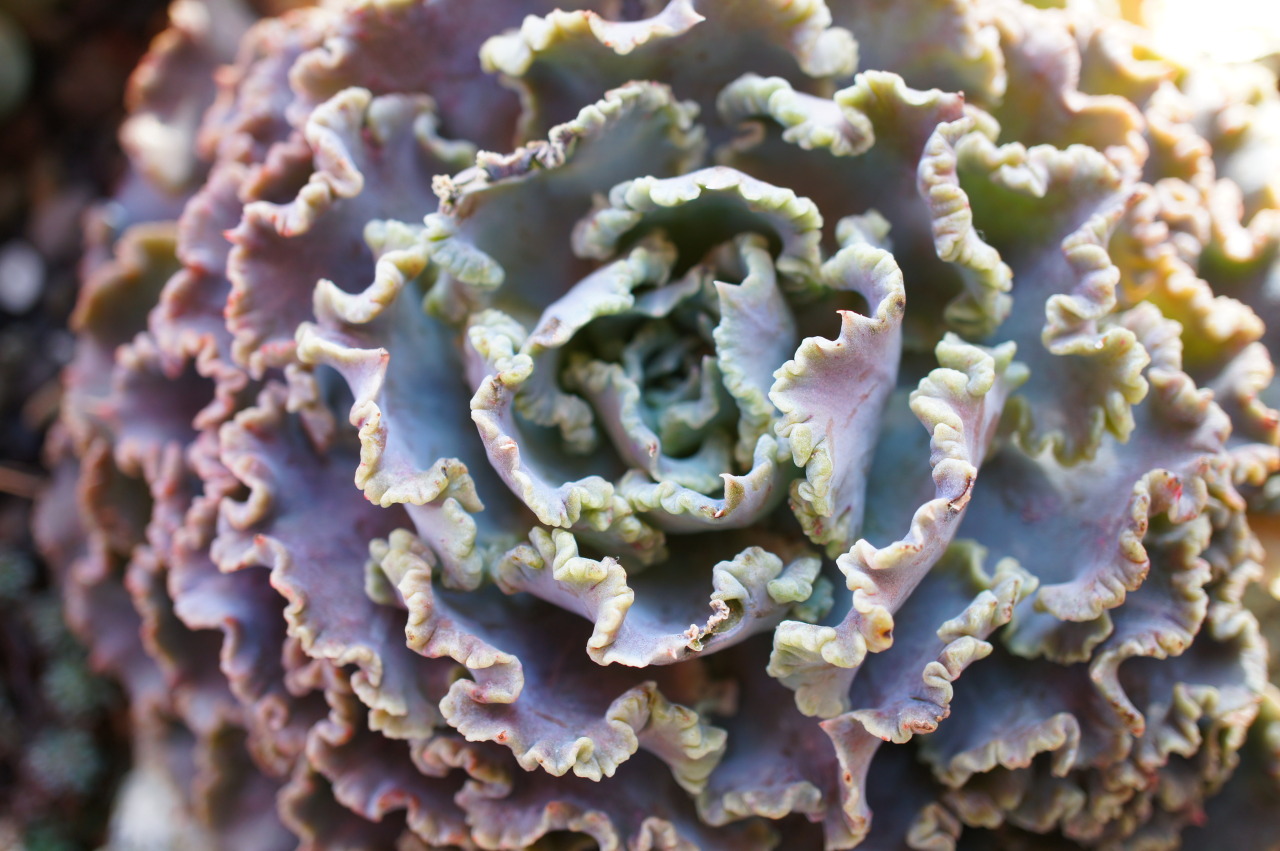 flora-file:  echeveria-tions on a theme (by flora-file) 