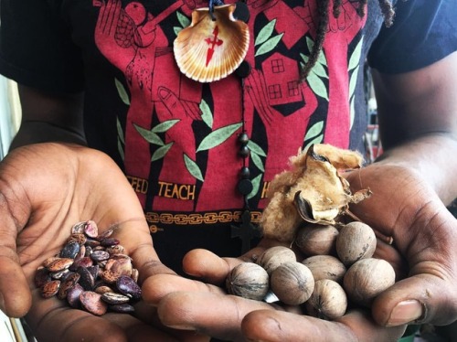 seedkeeping:“These are three of our mother seeds in Mississippi, my sacred seed relations. The