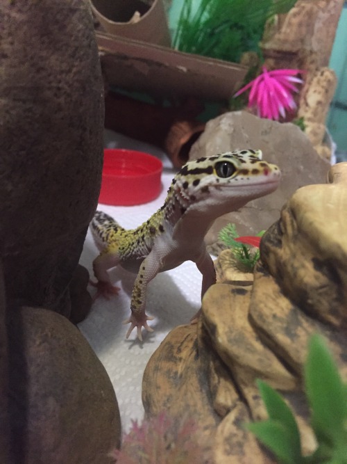 Some thoughts on Steven my gecko: Ever since I knew what a leopard gecko was, I became obsessed. I w