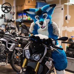Madefuryou: Chicane About To Hit The Road. #Madefuryou #Fursuit #Furry #Mfy #Bike