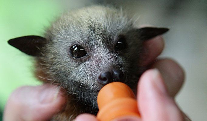 gothic-culture:  Bats are the second-most speciose group of mammals, after rodents. The