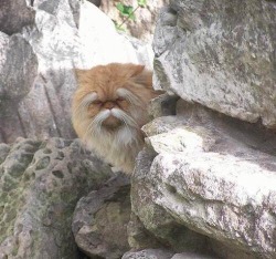 verycooltrash:wise man of the mountain