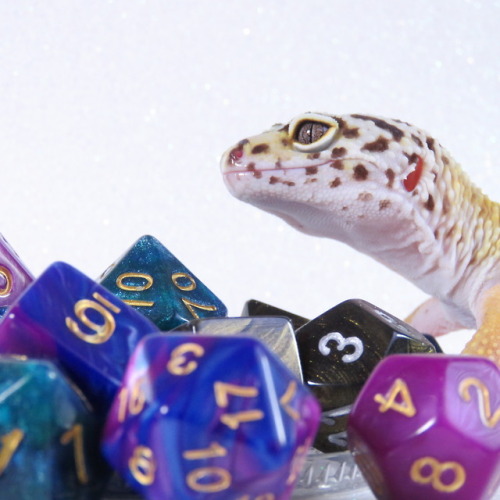 kobaltkreations: demonelfknight:   boxodice:   Dragon Hoard- Apollo. She’s a tricky one who doesn’t like being near the populace, She has a heart of gold and a flare for magic.    LOOK AT THIS ADORABLE KEEPER OF DICE!!!   @iguanamouth  