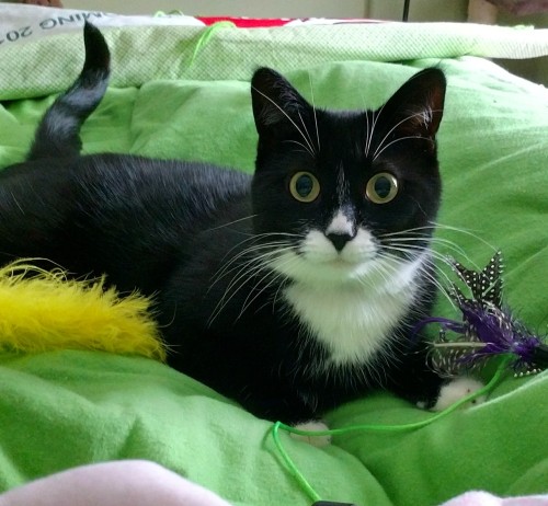 lesbian-laying-cats:Look at those EYES! Fudge Pop loves to play with feathers.