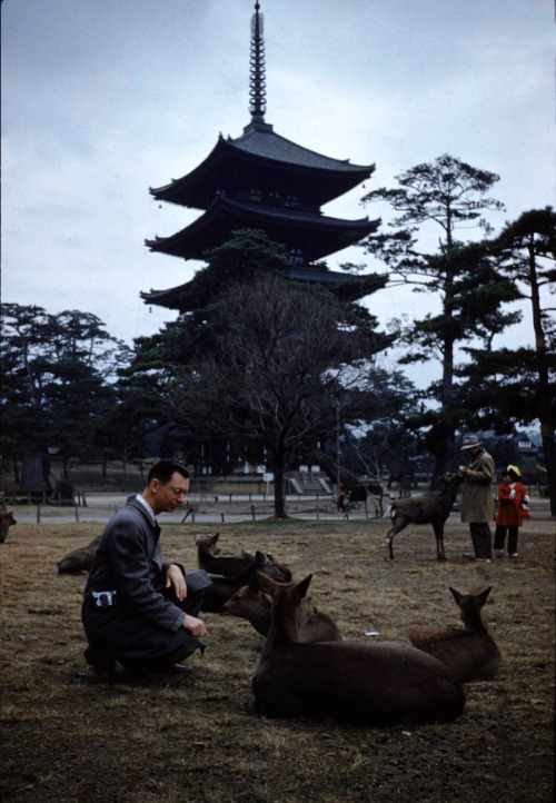 A man leans down to pet wild deer, an iconic part of the Kiyomizu-dera temple, Kyoto, Japan, 1955