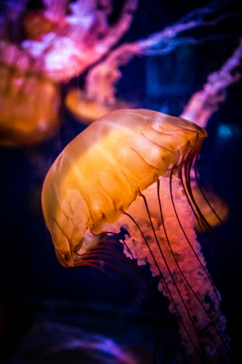 wonderous-world:  The Jellyfish Rises by Stephen Moehle