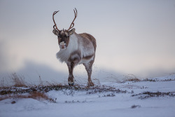 me-lapislazuli:  Reindeer | by ChristianRey