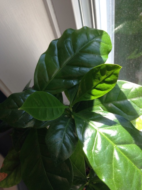 7.18.16 - My coffee bean plant’s new leaves - pictures taken 3 weeks apart.