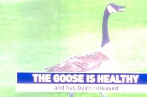 teathattast:meMF REALLY PASSED UP THE CHANCE TO SAY THE GOOSE IS LOOSE .