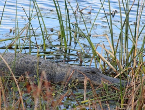 American Alligator (Alligator mississippiensis) #herping #florida #nature #wildlife #fieldherping #w