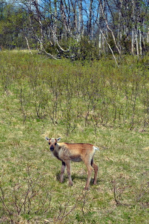 some animals that we saw on your road trip to lofoten in northern norway. it was a long way,  3181 k