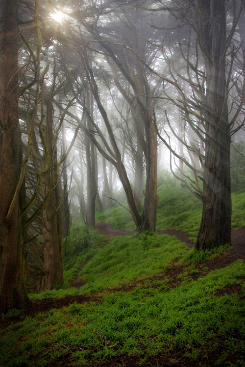 Golden Gate Heights Park, #4 by reecardo-v on Flickr.