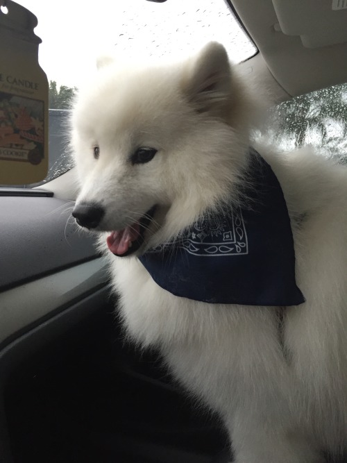 sammiethesamoyed:Sammie is so fluffy, after the groomer, that she is literally busting out of her ha