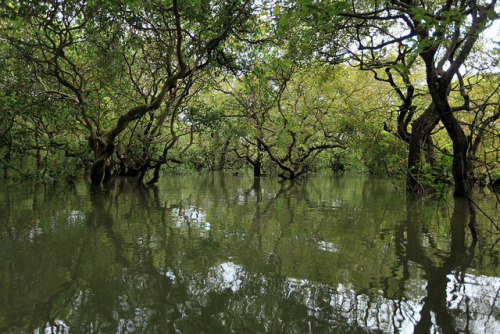 just-wanna-travel:Ratargul Swamp Forest, Bangladesh