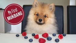 doggos-with-jobs:  PUPPYS FIRST MUKBANG