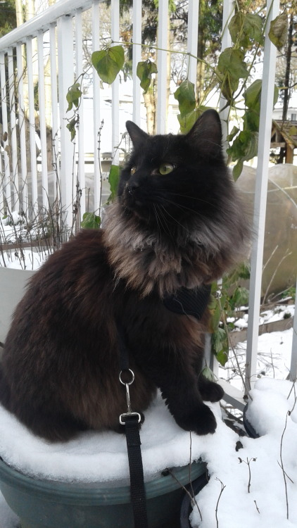 medusa-illustration-personal:Brought my fluff out for his first snow walk! Mostly a snow sit.