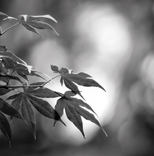 japanese maple in black and white.www.instagram.com/p/BmjfzrGnVyq/?utm_source=ig_tumblr_shar