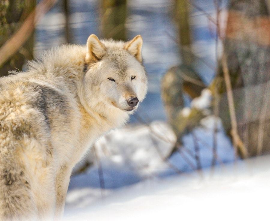 her-wolf: Wolf, Winter Season by Andre Comeau  