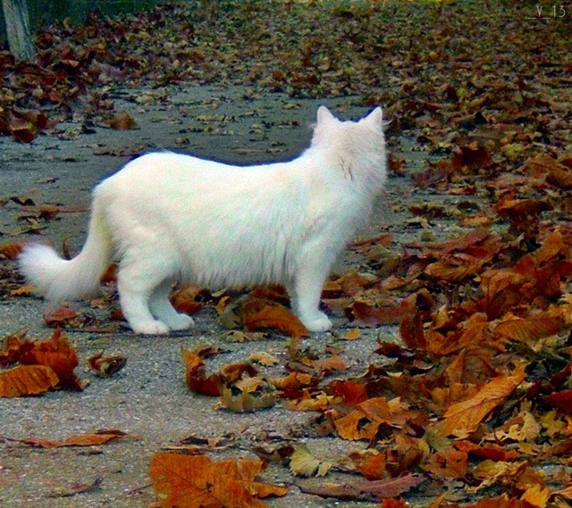 vapupas:  Nevada, One of the most beautiful cats I ever had