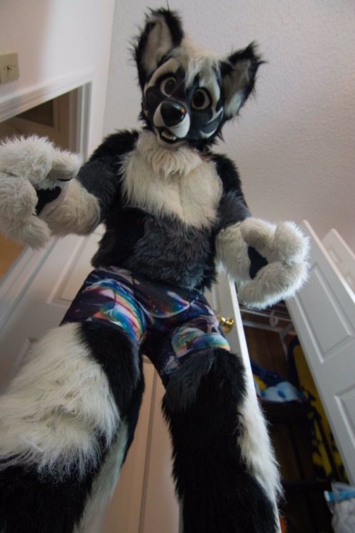 fursuitpursuits: RT @WolfangCerberus: Wearing unique and stylish underwear has been a giant part of 