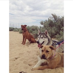 Today we went to the dog beach! @samanthacoyles @skops13 @amelia9876 @cash_amstaffx @axel_amstaffx #bostonthemalamute (at Brighton Dog Beach)