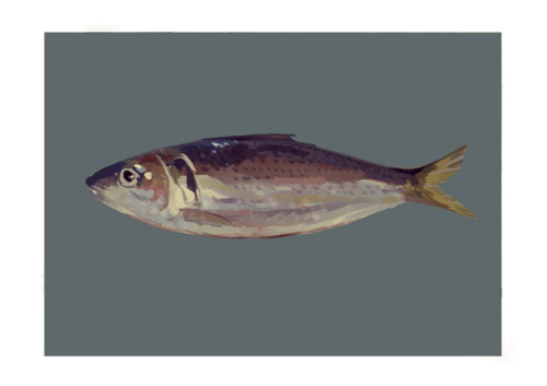 chisamell: 魚の供養